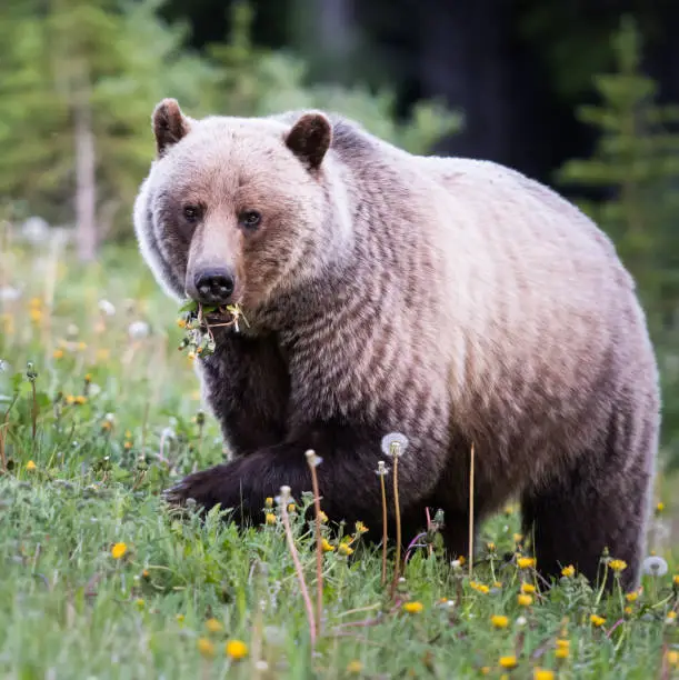 Grizzly bear in the wild