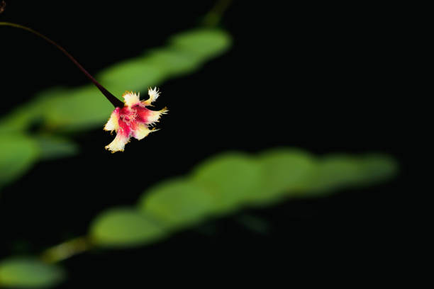 istock Close-Up Of Red Flower 1054118392
