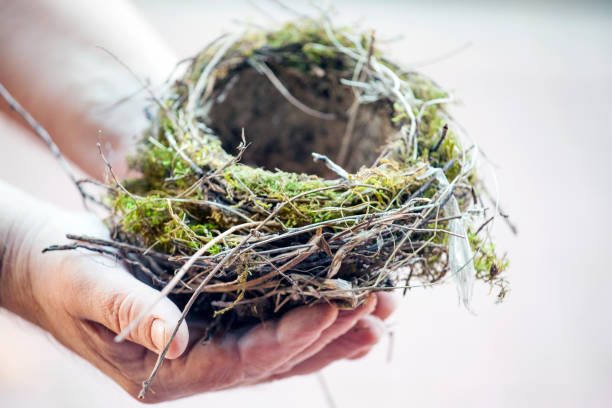 uomo mani nido vuoto - birds nest animal nest branch spring foto e immagini stock