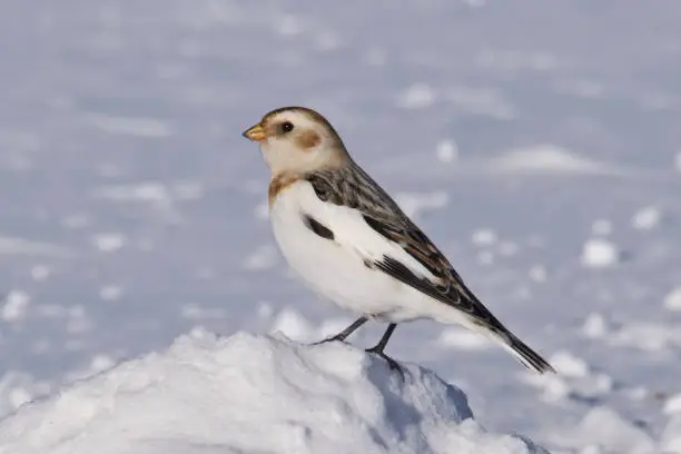 Photo of Snow Bunting (Plectrophenax navies)