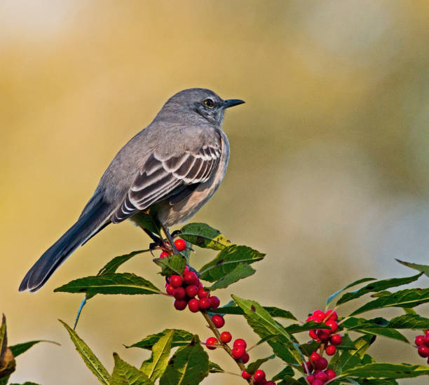 istock Northern mockingbird on branch with red berries 1054137042