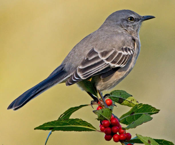istock Northern mockingbird on branch with red berries 1054137056