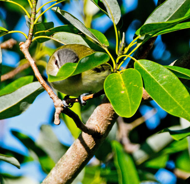 istock Yellow bird hiding in plant 1054137072