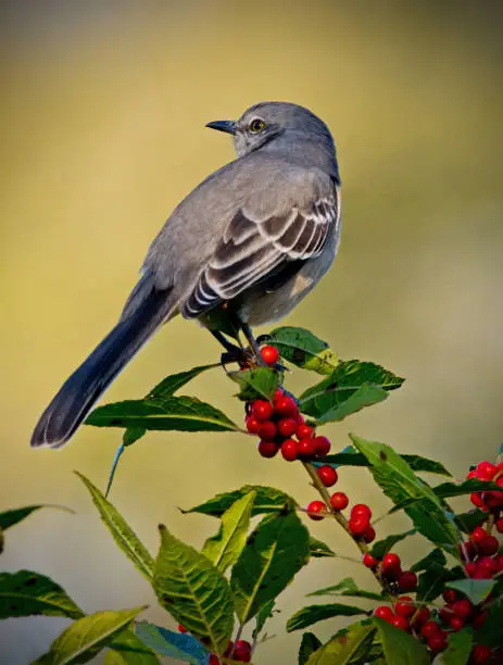 Photo of Northern mockingbird on branch with red berries