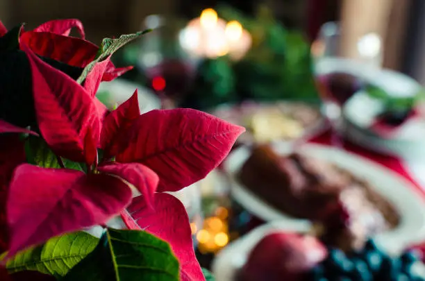 Photo of Christmas popular houseplant poinsettia