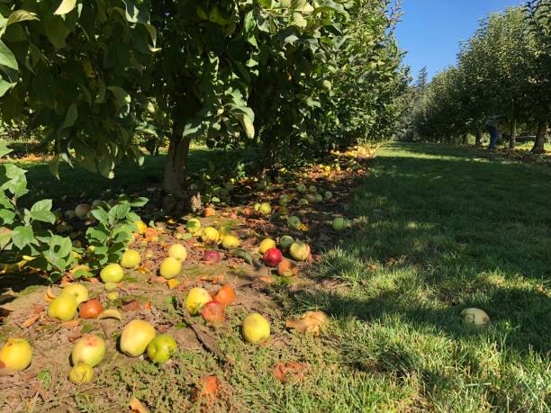 istock Fallen ripe and rotten apples lying on the ground under the trees in grass 1054143098