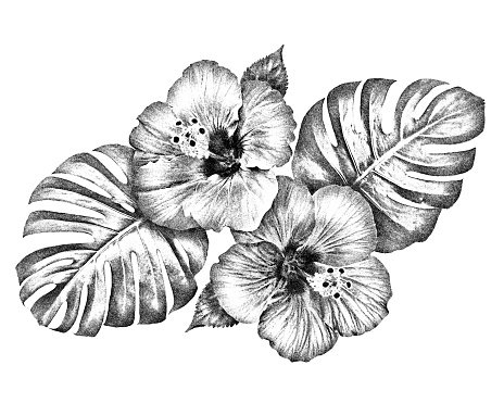 Black and white digital hand drawing Hibiscus flowers with monstera leaves isolated on white background for graphic use