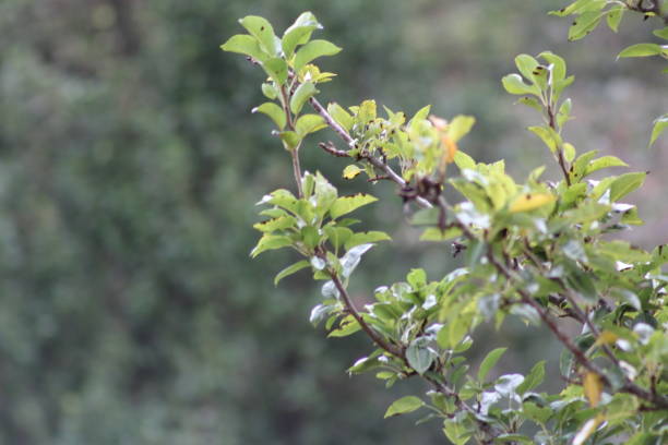 istock Leaves of the Tree 1054144970