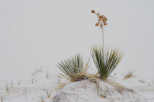Soaptree Yucca desert vegetation in White Sands National Monument