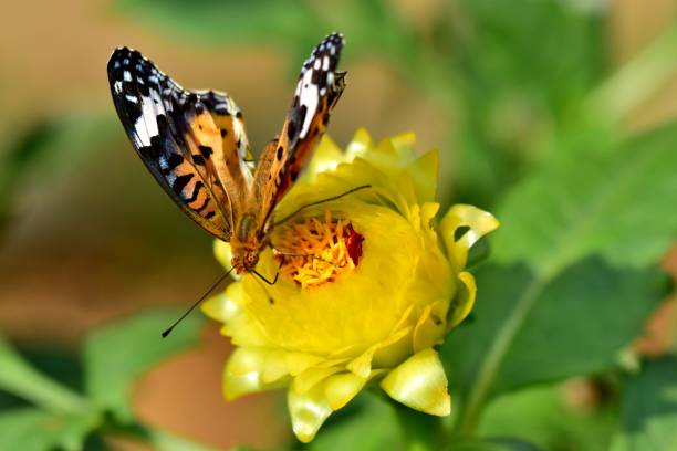 istock Dahlia and Butterfly (Fritillary) 1054158186