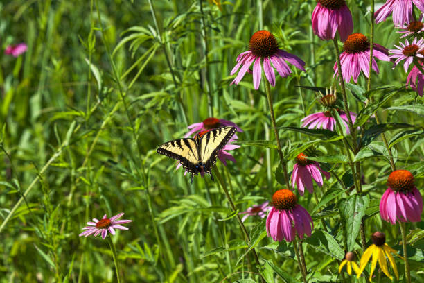 istock Swallowtail Butterfly in Garden 1054169296