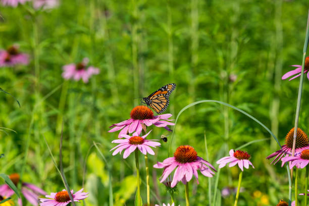 istock Monarch Butterfly on Flower Head 1054170626