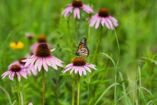 istock Monarch Butterfly in Field 1054172888
