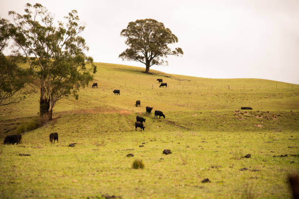 緑の丘の牧草地のブラック ・ アンガス牛 - landscape hill green grass ストックフォトと画像