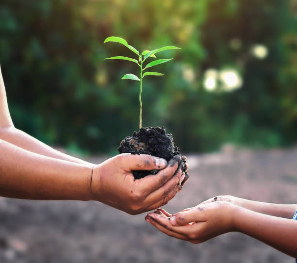 istock two hand holding small tree for planting. concept green world 1054180818
