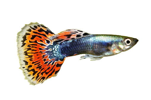 Guppy Poecilia reticulata colorful rainbow tropical aquarium fish