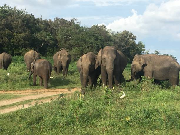 istock Group of Elephants, Sri Lanka 1054194608