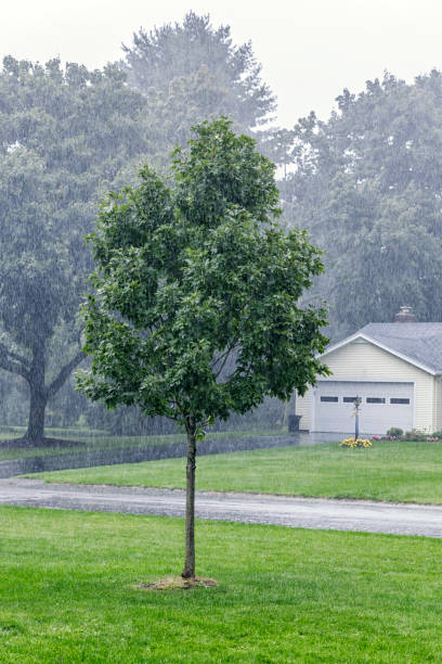 istock Young Maple Tree in Autumn Drenching Rain Downpour 1054195360