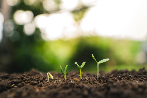 istock Planting trees.Tree growth,Seedling In nature Green and gold 1054195400