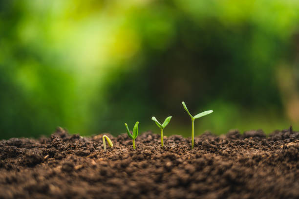 istock Planting trees.Tree growth,Seedling In nature Green and gold 1054195462