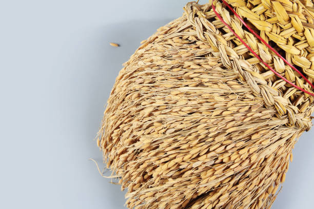 istock Harvested dried rice bunch 1054208860