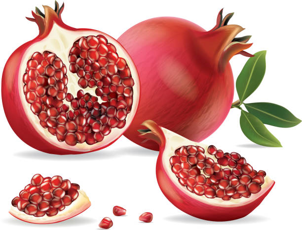 백색 background.illustration 벡터에 고립 된 석류 - pomegranate pomegranite tree tree leaf stock illustrations