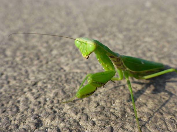 istock Closeup of a mantis prayer 1054215906