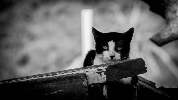 istock Cat watching angry for interrupting his sleep 1054217750