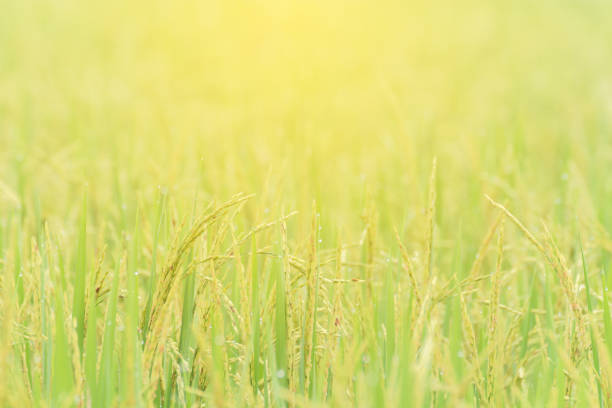green rice field in morning with sun light stock photo