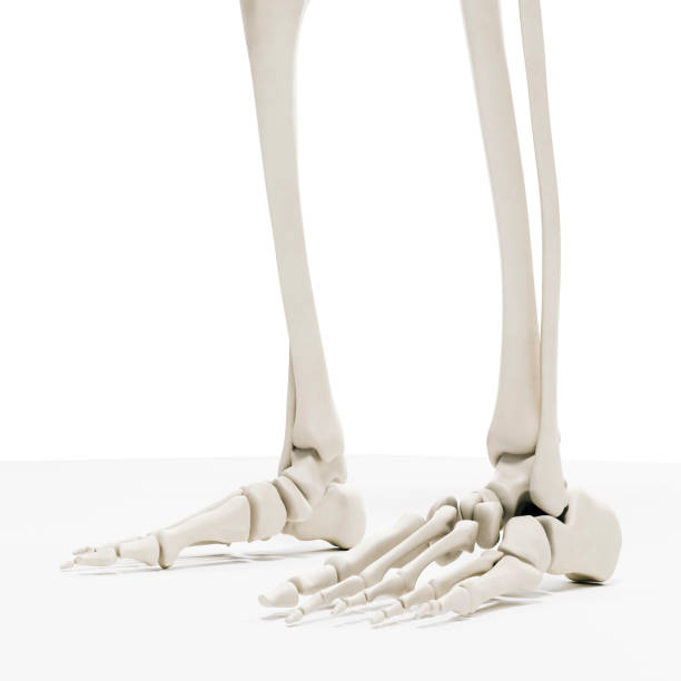 istock 3d render of human skeleton, foot bones 1054225098