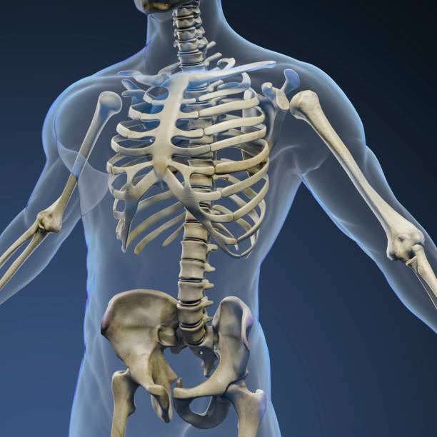 istock 3d render of human body and skeleton 1054225150