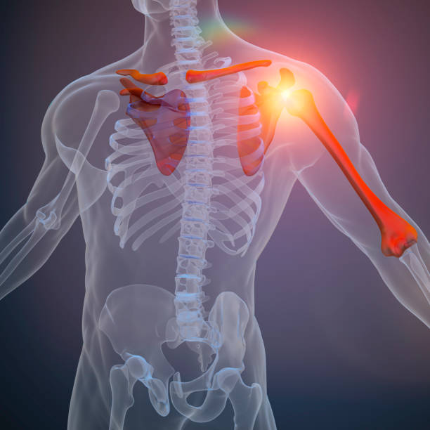 istock 3d render of human body and skeleton 1054225186