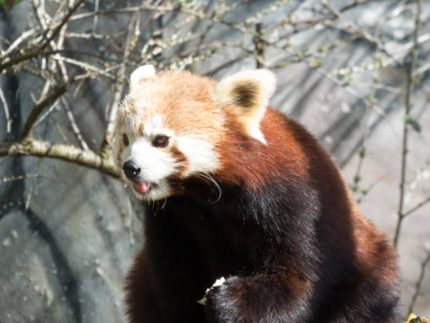 istock little red panda at the food. Closeup while eating 1054225514