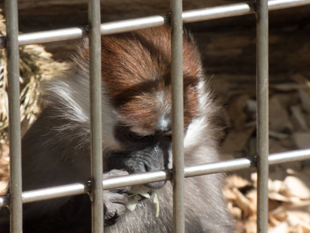 istock a small capuchin monkey behind metal bars which looks very sad 1054225732