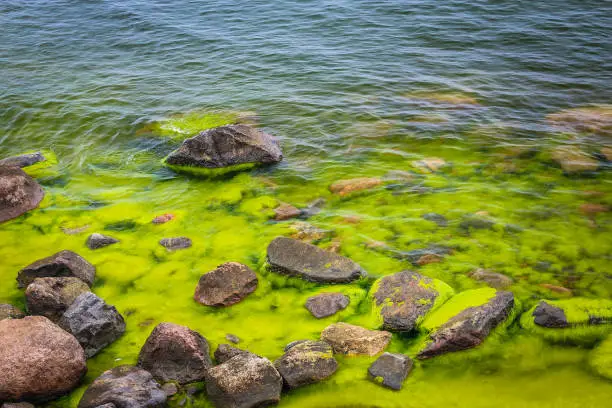 Photo of Landscape with sandstone rocks and sea full of green algae.