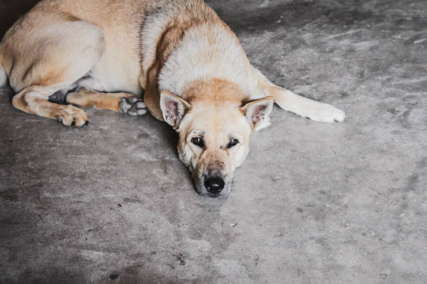 istock Stray dog sitting with grey floor background. 1054227392