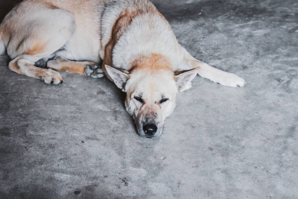 istock Stray dog sitting with grey floor background. 1054227396