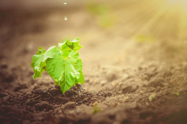 istock caring for a new life. Watering young plants. The child's hands. Selective focus. 1054230244