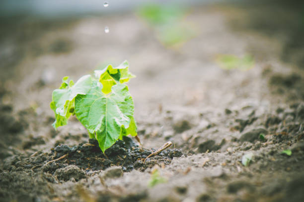 istock caring for a new life. Watering young plants. The child's hands. Selective focus. 1054230250