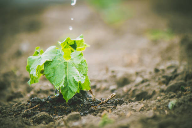 istock caring for a new life. Watering young plants. The child's hands. Selective focus. 1054230264