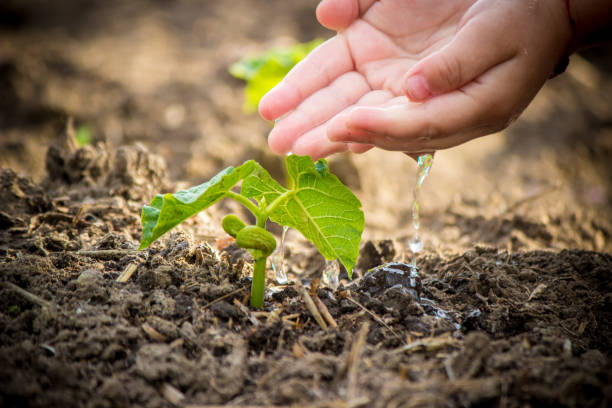 istock caring for a new life. Watering young plants. The child's hands. Selective focus. 1054230280