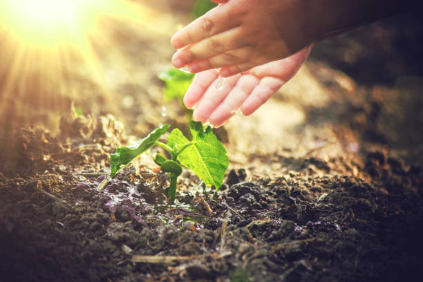 istock caring for a new life. Watering young plants. The child's hands. Selective focus. 1054230308