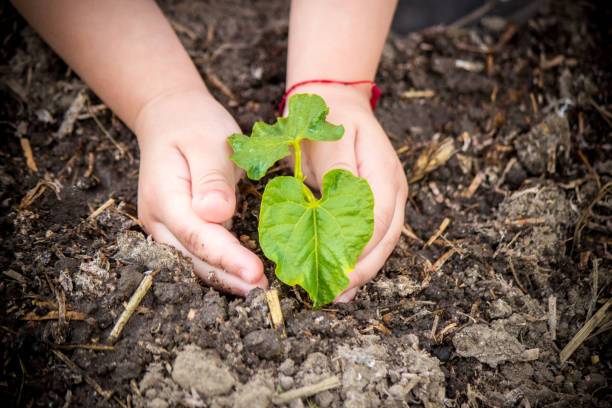 istock caring for a new life. Watering young plants. The child's hands. Selective focus. 1054230322