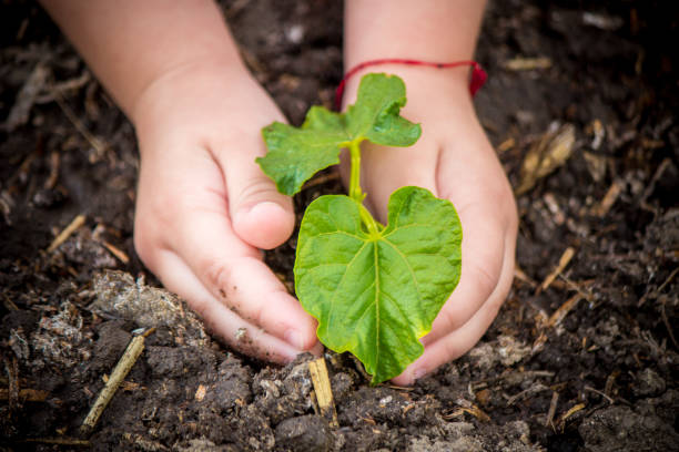 istock caring for a new life. Watering young plants. The child's hands. Selective focus. 1054230326