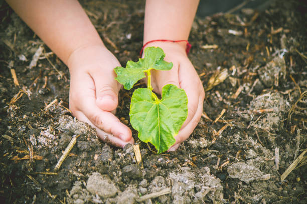 istock caring for a new life. Watering young plants. The child's hands. Selective focus. 1054230332