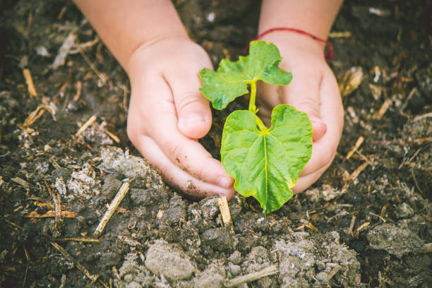 istock caring for a new life. Watering young plants. The child's hands. Selective focus. 1054230338