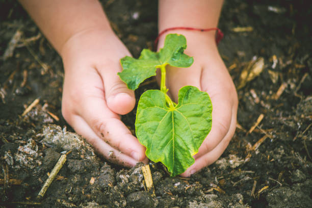 istock caring for a new life. Watering young plants. The child's hands. Selective focus. 1054230340
