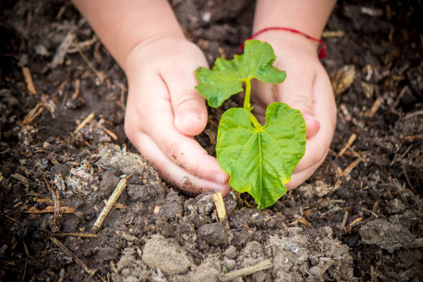 istock caring for a new life. Watering young plants. The child's hands. Selective focus. 1054230354
