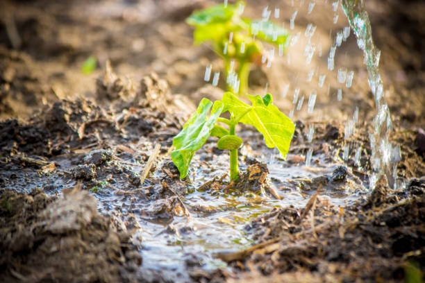 istock caring for a new life. Watering young plants. The child's hands. Selective focus. 1054230430