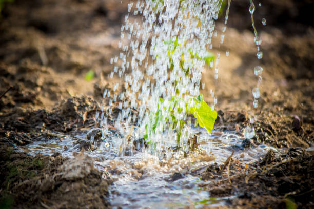istock caring for a new life. Watering young plants. The child's hands. Selective focus. 1054230440